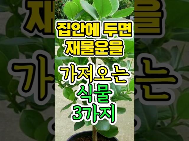집안에 두면 재물운을 가져오는 식물 3가지