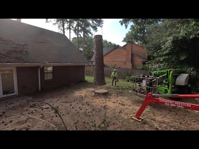 Removing 7 big pines with a crane