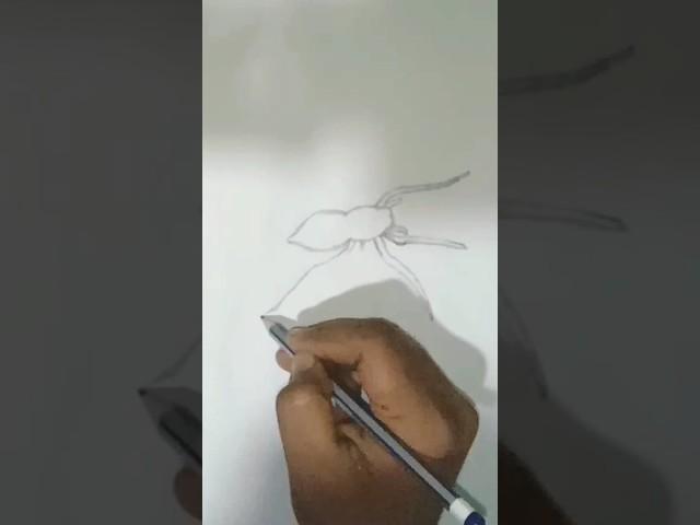 spider drawing️️