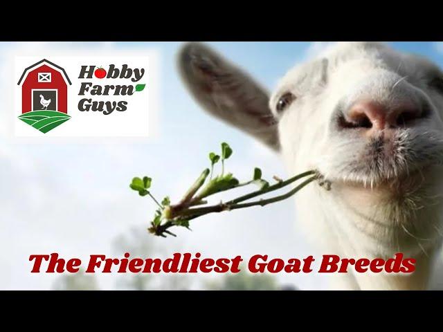 The Friendliest Goat Breeds for Your Farm!