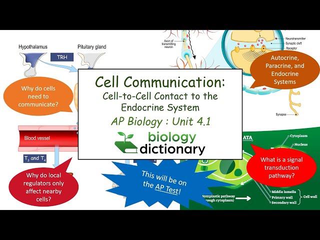 Cell Communication: Cell-to-Cell Contact to the Endocrine System | AP Biology 4.1