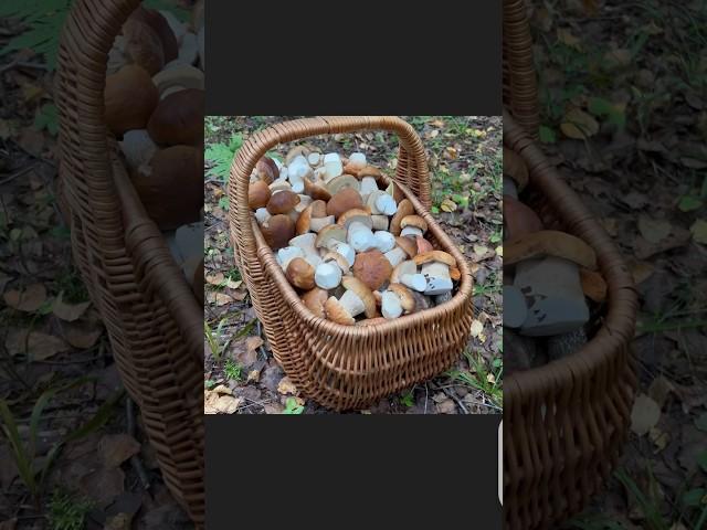 ГРИБНИКИ В ЭКСТАЗЕ КОСЯТ БЕЛЫЕ ГРИБЫ И НАКЛАДЫВАЮТ КУЧИ !
