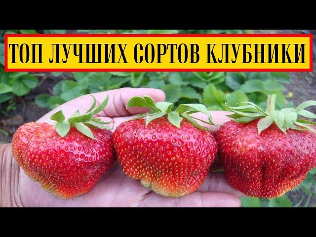 ТОП ЛУЧШИХ СОРТОВ КЛУБНИКИ || САМЫЕ ЛУЧШИЕ СОРТА КЛУБНИКИ