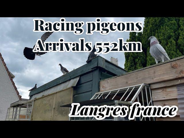 Racing pigeon Arrivals 552km Race | Langres France | Racing pigeons |