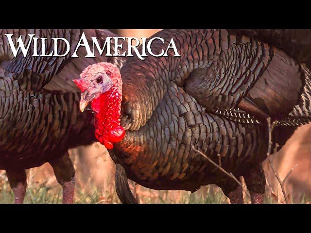 Wild America | S10 E9 Wild Turkey Part 1 | Full Episode HD