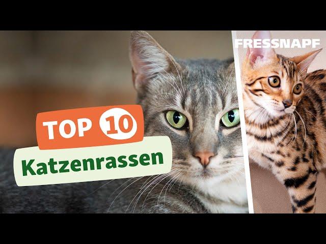 Top 10 Katzenrassen