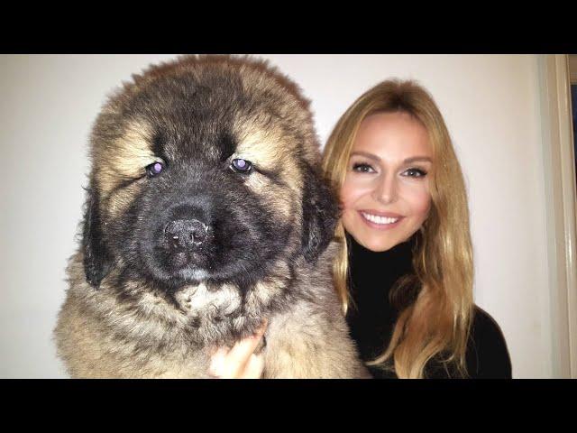 WOLF KILLER? CAUCASIAN SHEPHERD OVCHARKA MOUNTAIN DOG PUPPIES