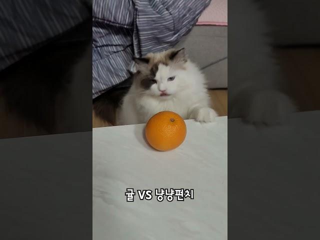 귤과 하리의 대결