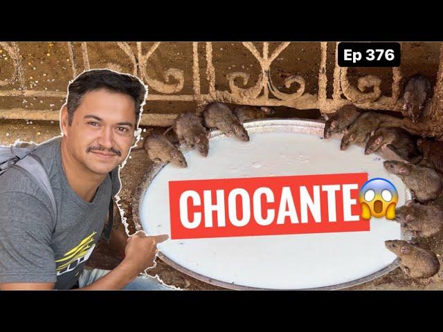 COMO É o TEMPLO dos RATOS na ÍNDIA.  CHOCANTE