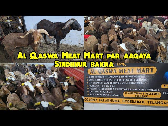 Al Qaswa Meat Mart par aagaya Sindhnur sheep's in Hyderabad | Qurbani ke bade sing wale bakre