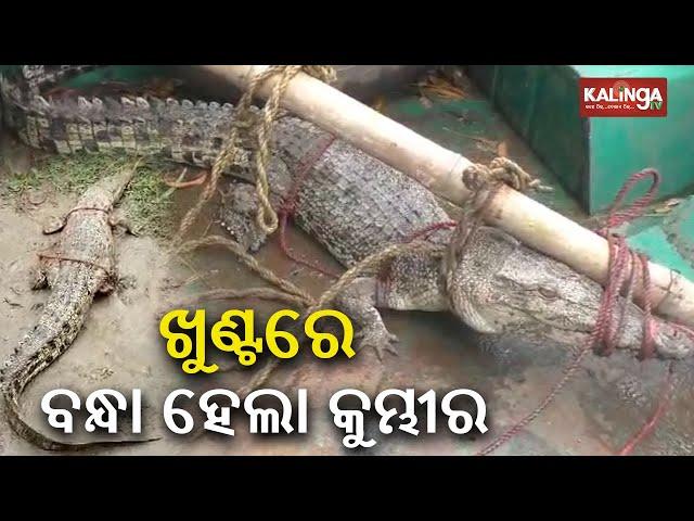 Crocodile rescued from village pond in Rajnagar || Kalinga TV