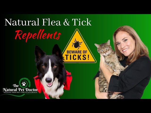 Natural Flea And Tick Remedies For Dogs and Cats