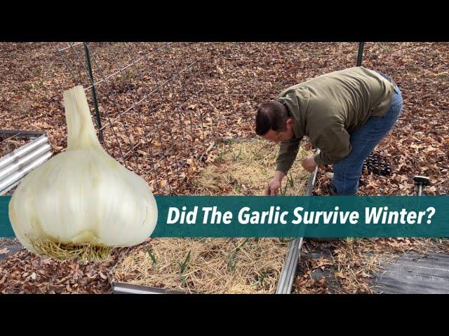 Did our first GARLIC  Survive winter ?