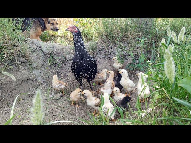 Hen and chicks with dog beautiful seen Hen full alert