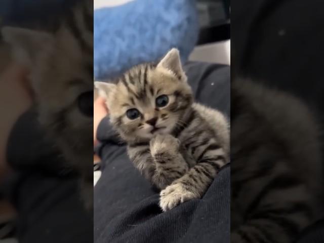 The Smartest Cat Alive 