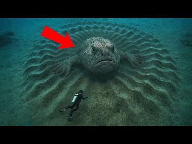 Scientists Found Massive, Mysterious Creatures Hiding Underwater!
