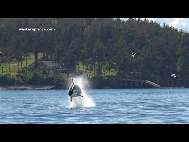 Bigg's (transient) Killer Whales on an EPIC Steller Sea lion hunt! San Juan Island, WA