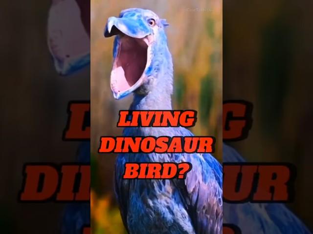 SHOEBILL: Dinosaur bird or living fossil! #shortvideo #viralvideo #facts