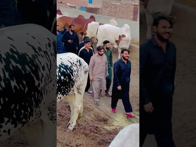 Hassan Qureshi 302 Farm With Jigrii  #302 #shorts #youtubeshorts #viralvideo