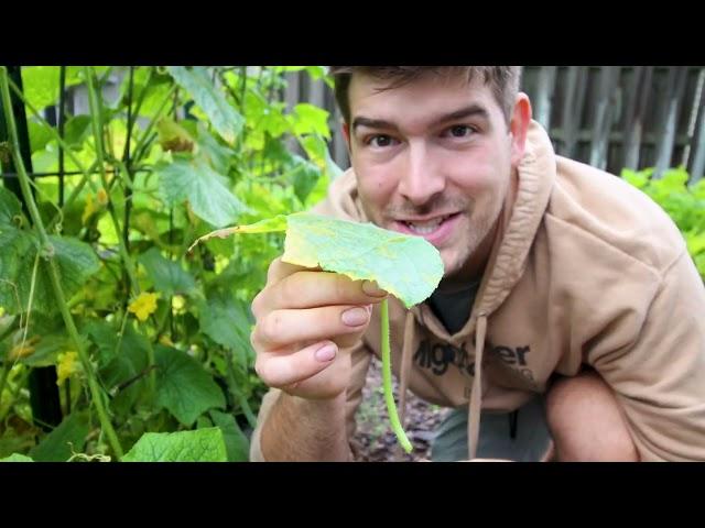 Do THIS to Your Cucumbers to Increase Health and Production