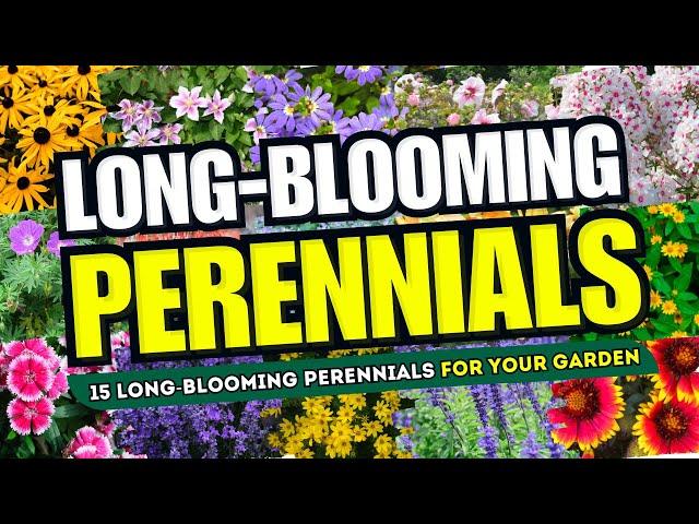  ENDLESS BLOOMS! 15 Long BLOOMING Perennials to Keep Your Garden VIBRANT! 