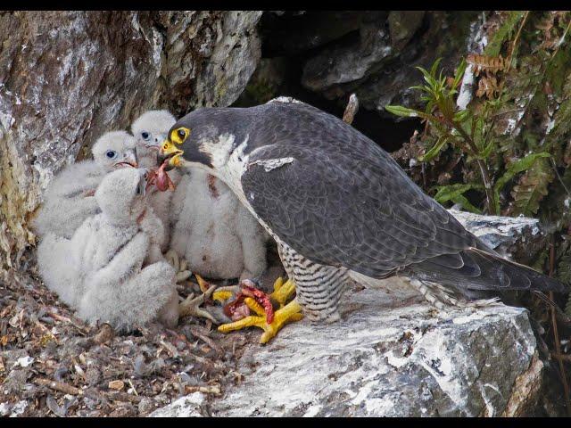 Peregrine Falcon Nesting 4k HQ