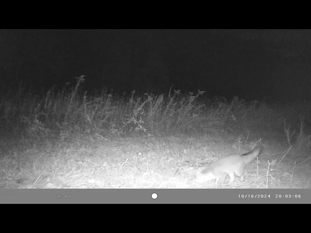 IMAG0071 GREY FOX WITH HIS REAL LIVE TOY!