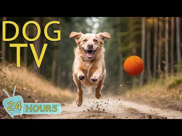 DOG TV: Videos for Dogs to Watch to Reduce Anxiety When Home Alone - Best Relax Music for Dogs