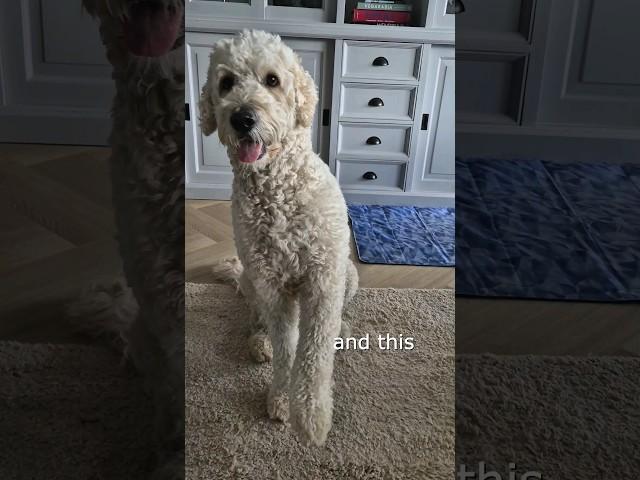 I have 125% chance.. #dog #funny #lol