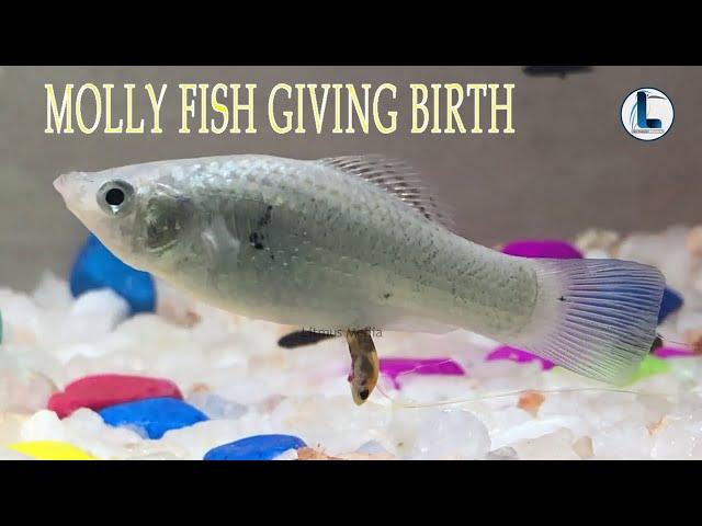 MOLLY FISH GIVING BIRTH TO BABIES|MOLY FISH DELIVARY|LABOUR|LABOR|MOLY FISH BABIES.