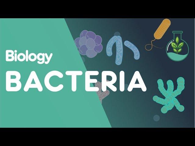 Structure of Bacteria | Cells | Biology | FuseSchool