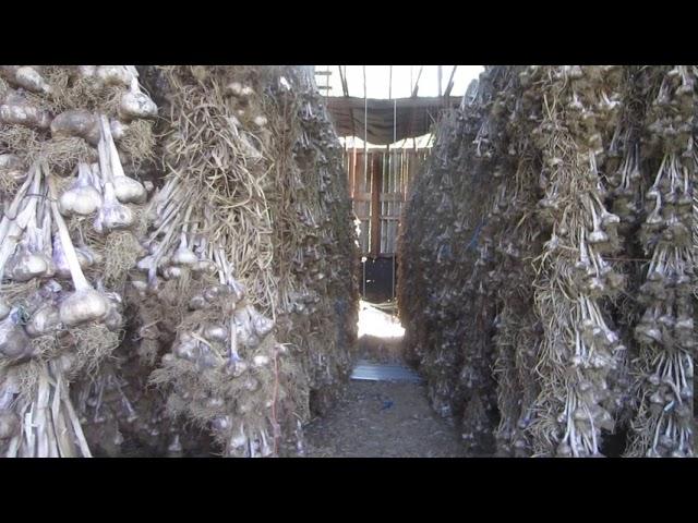 A Barn Full of Garlic