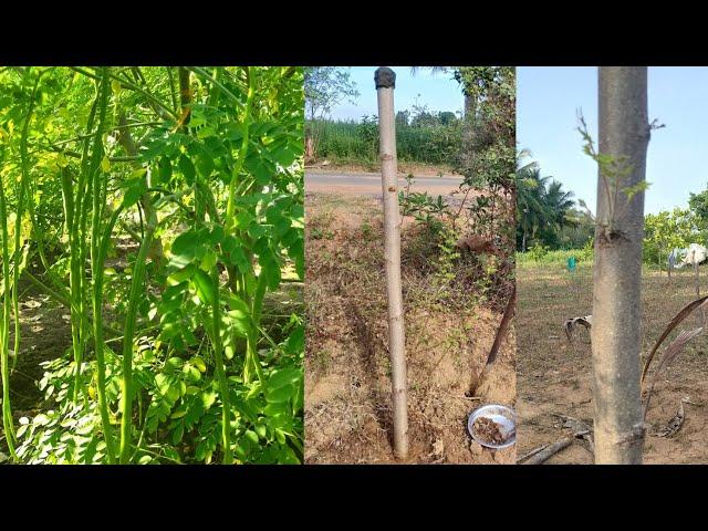 முருங்கை நடவு முறை | Murungai Valarpu in Tamil| Drumsticks tree in Tamil | Secrets of Drumsticks