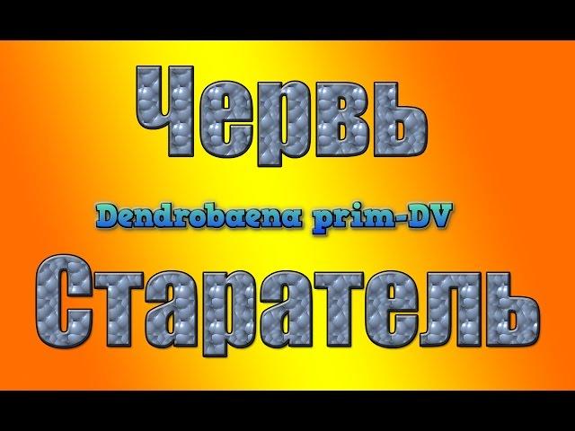 Червь Старатель .Условия разведения червей .Разведение червя старатель.Черви для  биогумуса.