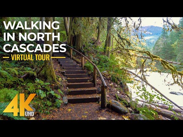 Walking the Autumn Forest Trails of North Cascades - 4K Virtual Hike with Relaxing Forest Sounds