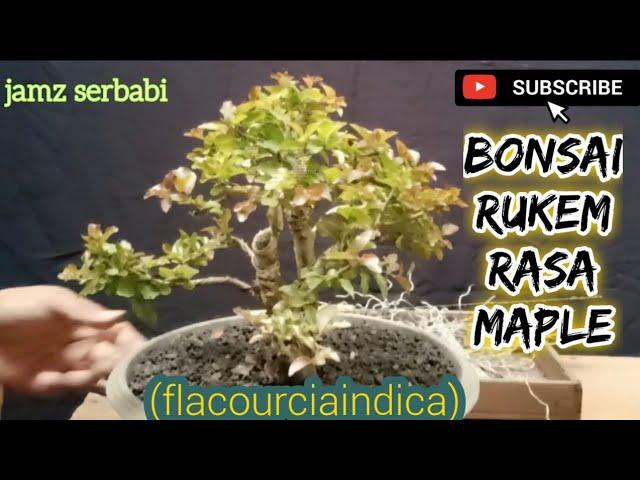 Review Penampakan Bonsai Rukem setelah Dua Minggu Digundul@jamzserbabi