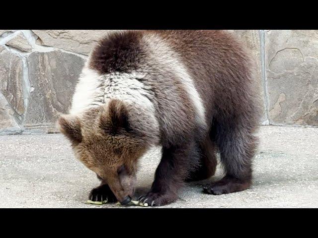 Привезли медведям их любимое лакомство! Лейла и Мыхась выедают арбузы до корки! ч1