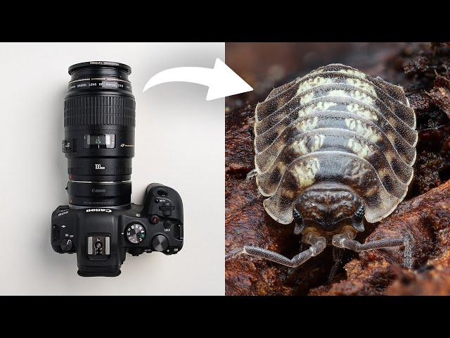 Macro Photography With The Canon R6