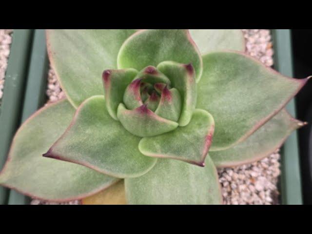 금화다육  "붕붕다육"종자 맛집/신품종자 /즐거운방송/예쁜다육이보며 힐링/ #라이브방송