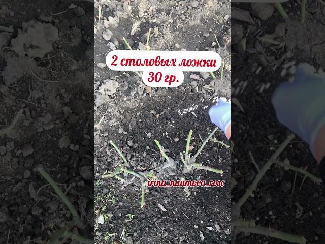 Кальциевая селитра- старт для роз! #розывсаду #иринанаумова #орозахза1минутуиринанаумова #розы
