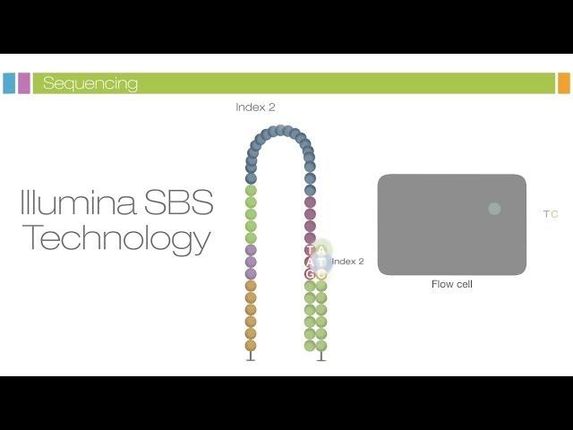 Intro to Sequencing by Synthesis: Industry-leading Data Quality