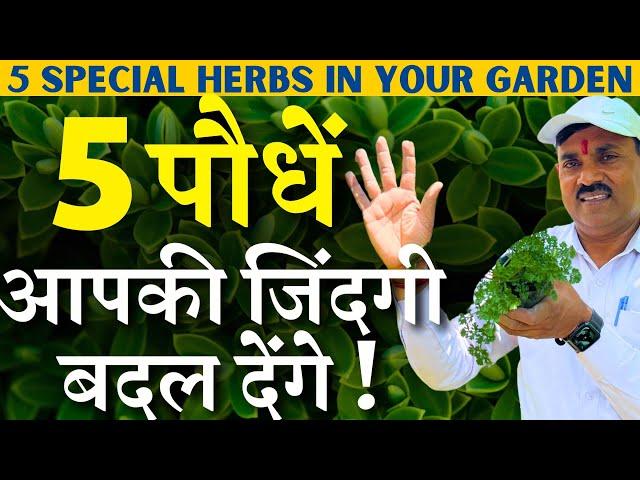 5 पौधें आपकी जिंदगी बदल देंगे || 5 Special Herbs in your Garden