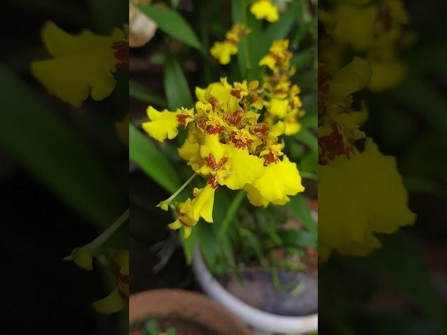 #butiful #flower #colorful #nature #orchid #videos #flowers