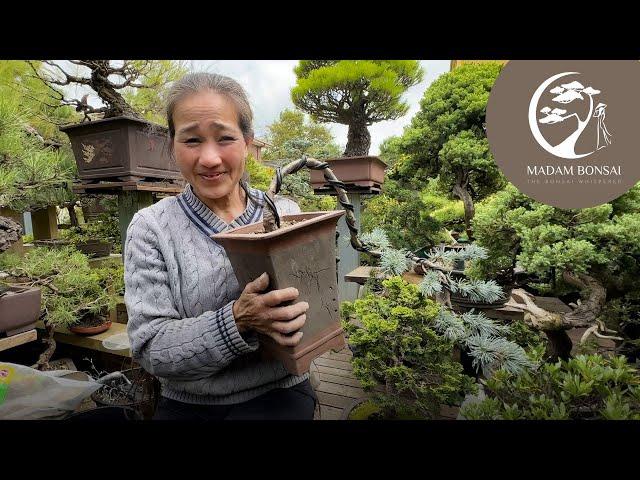 Create a Blue Cedar Cascade Bonsai with me.