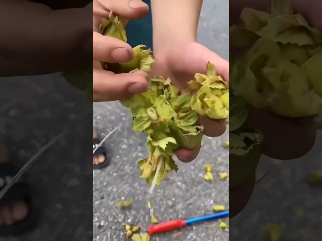[나무] 요즘 보기 힘든 개암나무 열매  Corylus heterophylla