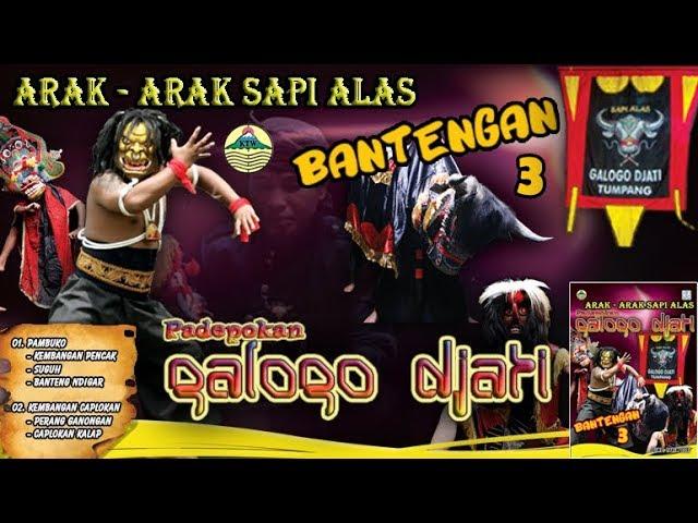 Bantengan Arak Arak Sapi Alas Vol. 3  |  Galogo Djati