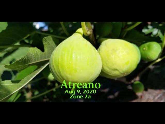 Atreano fig - Leaf pattern and Cutting into ripe fig