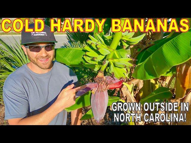 GROWING BANANAS In COLD CLIMATES: My Secret Method!