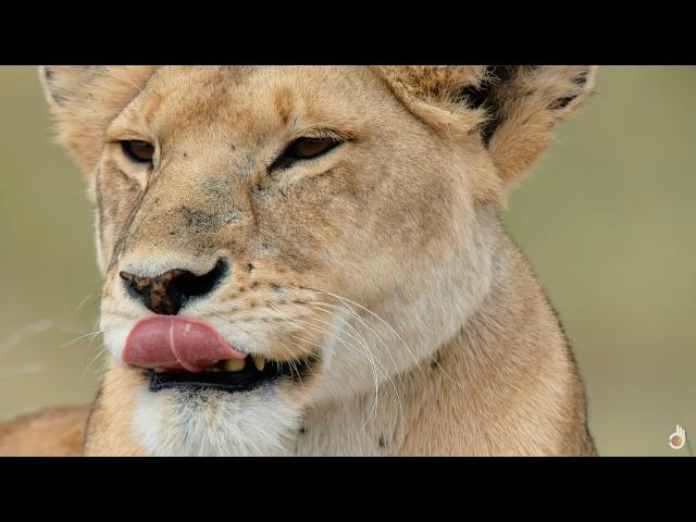 Sexuality and Mating Strategies of Savannah Animals