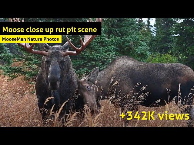 Moose rut pit scene A monster bull moose is kept busy